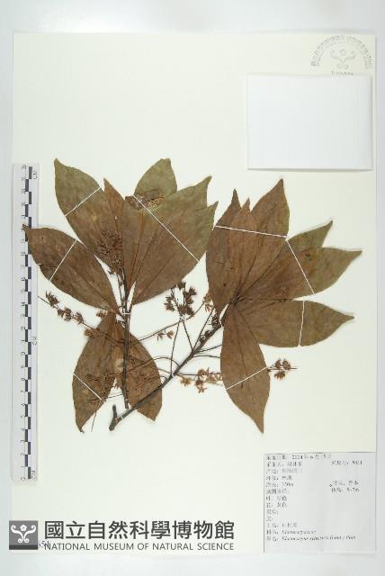 杜英、山杜英、蘭嶼杜英藏品圖，第1張