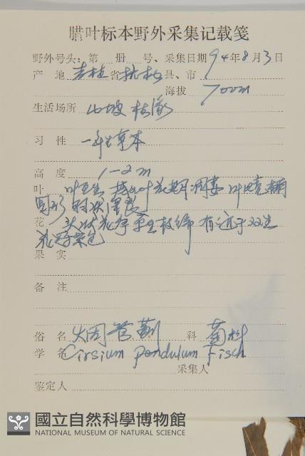 煙管草藏品圖，第2張