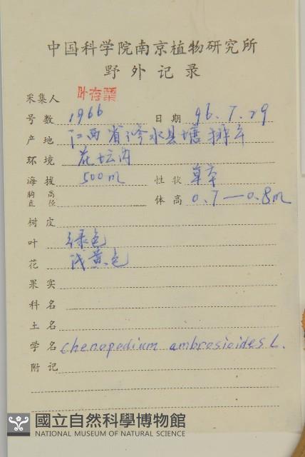 臭杏、土荊芥藏品圖，第2張