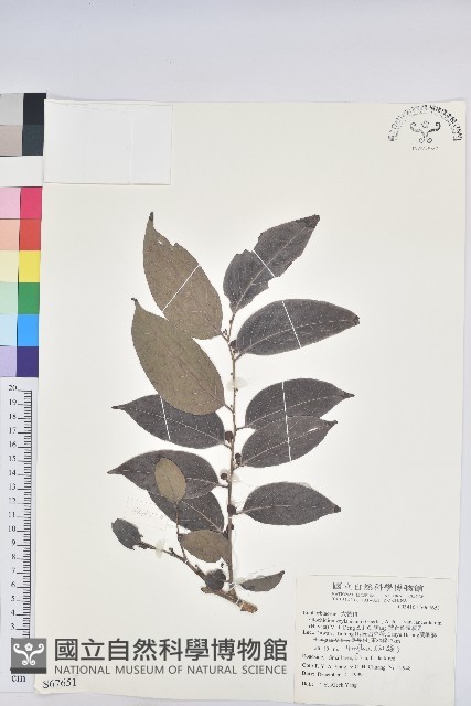 披針葉饅頭果藏品圖，第1張