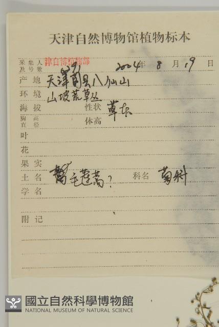 蒿子藏品圖，第2張