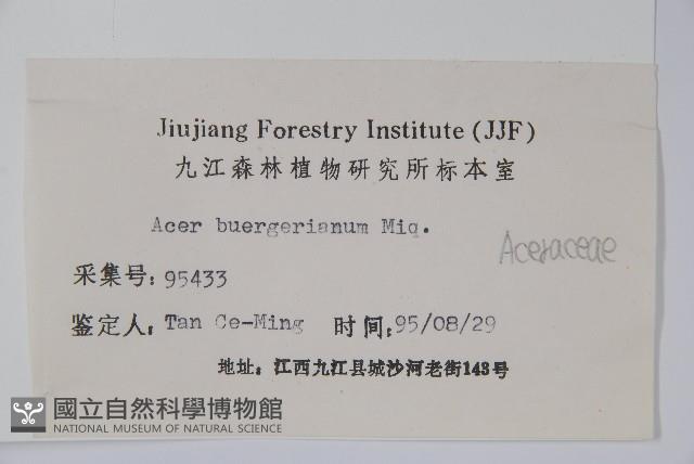 三角楓藏品圖，第2張