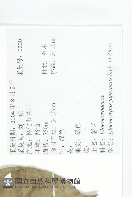 薯豆藏品圖，第2張