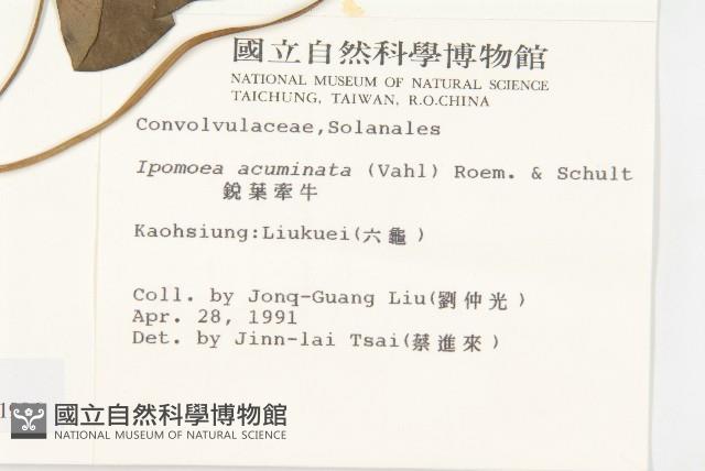 銳葉牽牛藏品圖，第2張