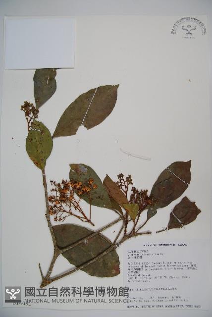 珊瑚樹藏品圖，第1張