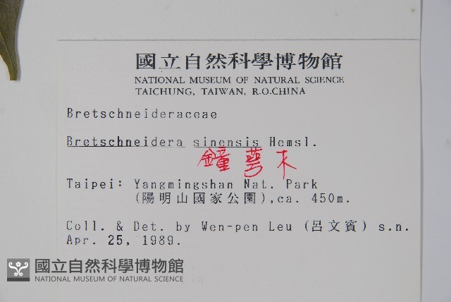 鐘萼木藏品圖，第2張