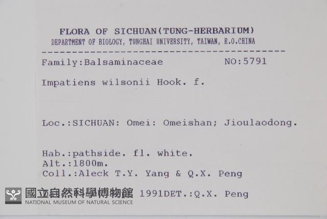 白花鳳仙花藏品圖，第2張