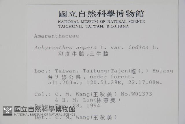 印度牛膝、土牛藤藏品圖，第2張