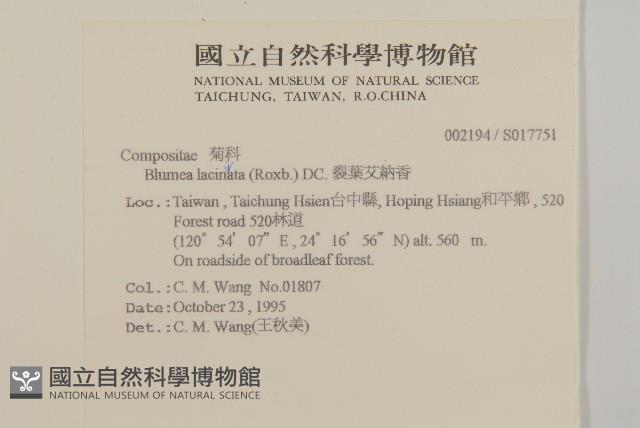 裂葉艾納香藏品圖，第2張