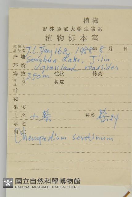 小葉藜藏品圖，第2張