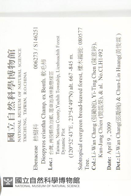 軟毛柿藏品圖，第2張