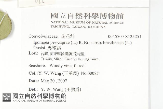 馬鞍藤藏品圖，第2張