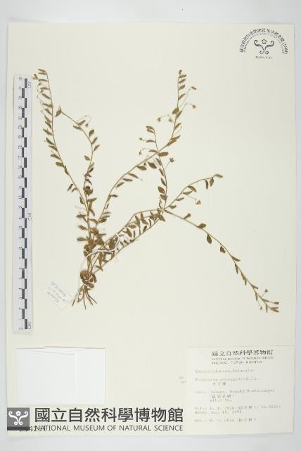 土丁桂藏品圖，第1張