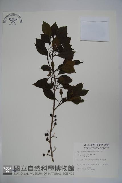 鐵冬青藏品圖，第1張