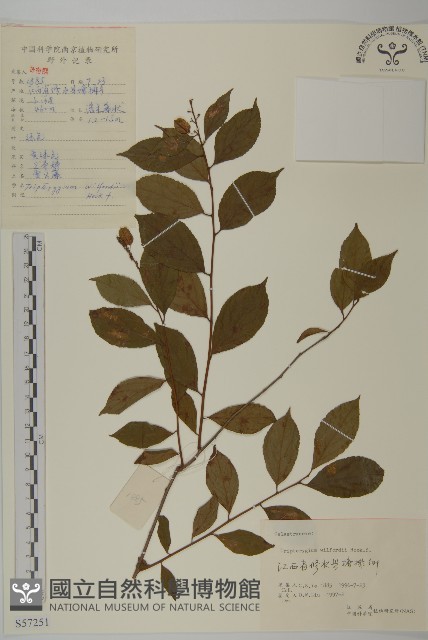 雷公藤藏品圖，第1張