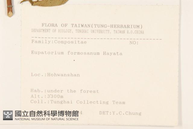 臺灣澤蘭藏品圖，第2張