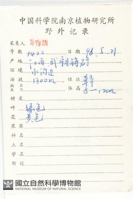 垂盆草藏品圖，第2張