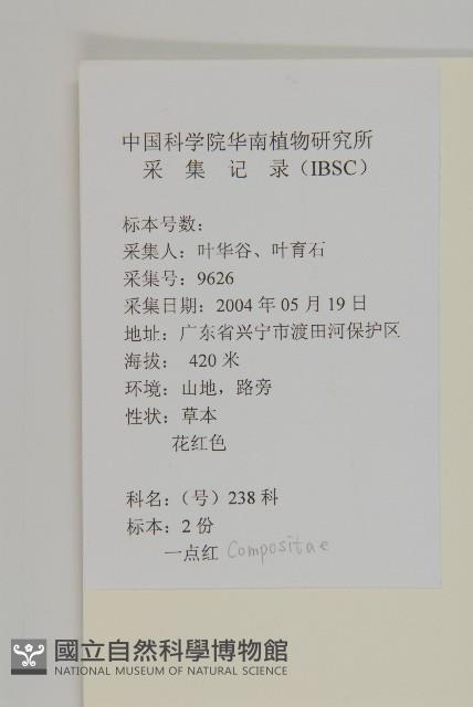小葉一點紅藏品圖，第2張