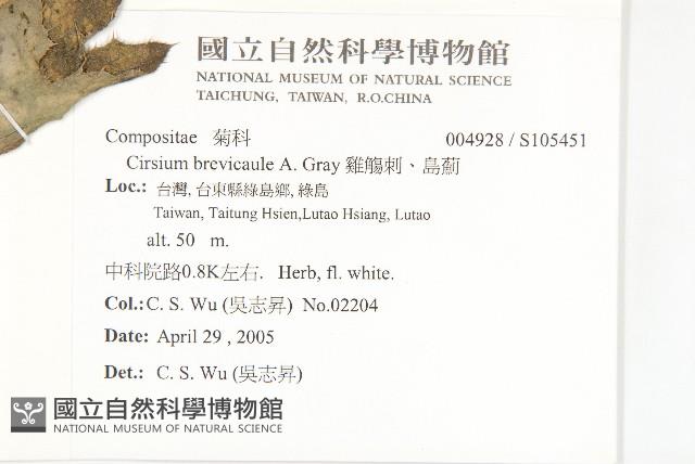 白花小薊藏品圖，第2張