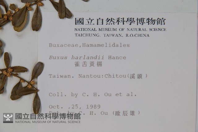 華南黃楊，雀舌黃楊，匙葉黃楊藏品圖，第2張