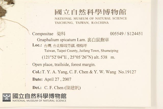 裏白鼠麴草藏品圖，第2張