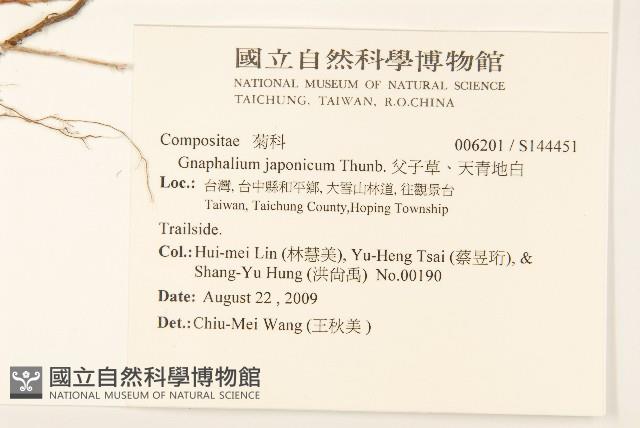 父子草、天青地白藏品圖，第2張