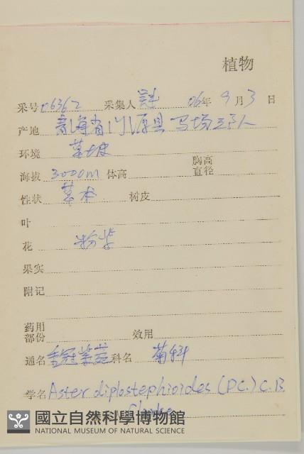 重冠紫菀藏品圖，第2張