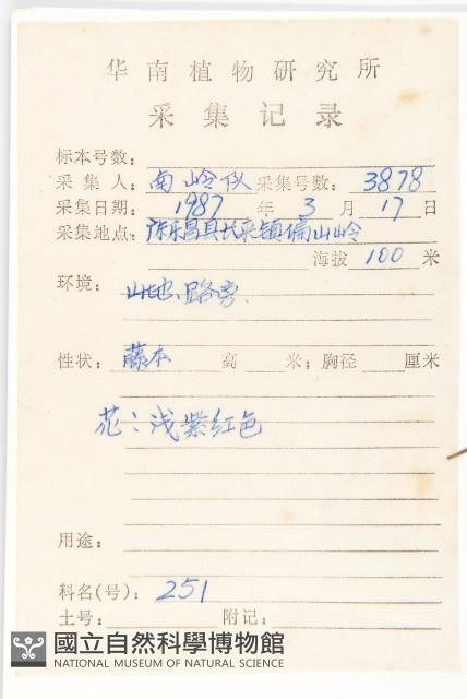 番仔藤藏品圖，第2張