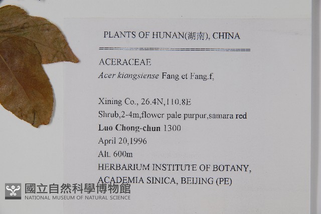 江西槭藏品圖，第2張