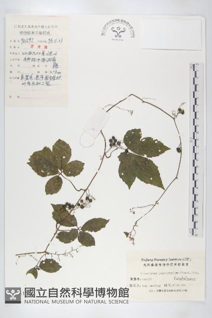 絞股藍藏品圖，第1張