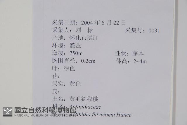 棕毛獼猴桃藏品圖，第2張