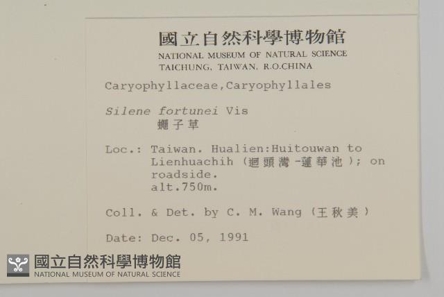 蠅子草藏品圖，第2張