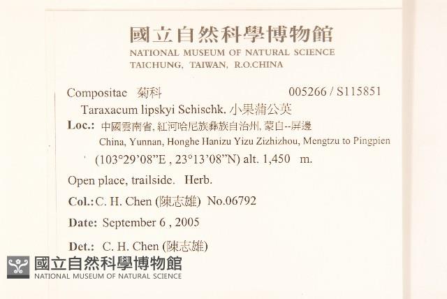 小果蒲公英藏品圖，第2張