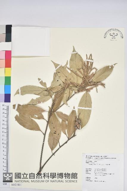 子彈石櫟、柯藏品圖，第1張