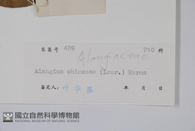 八角楓藏品圖，第2張