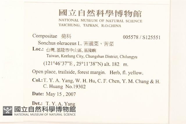 苦滇菜、苦菜藏品圖，第2張