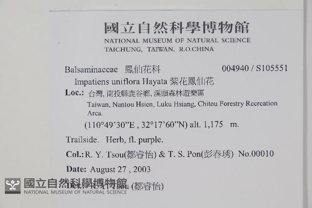 紫花鳳仙花藏品圖，第2張