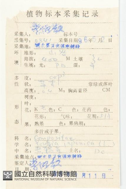 黃鵪菜藏品圖，第2張