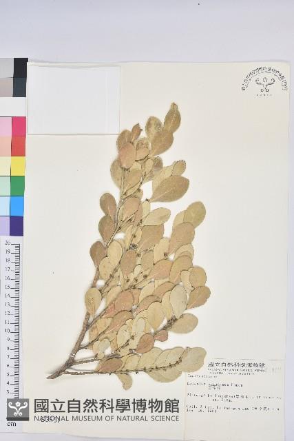 Swamp Gelonium Collection Image