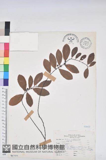 土密樹藏品圖，第1張