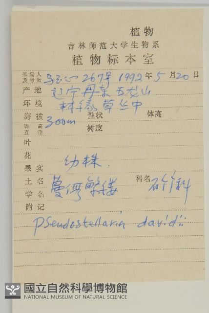 蔓假繁縷藏品圖，第2張