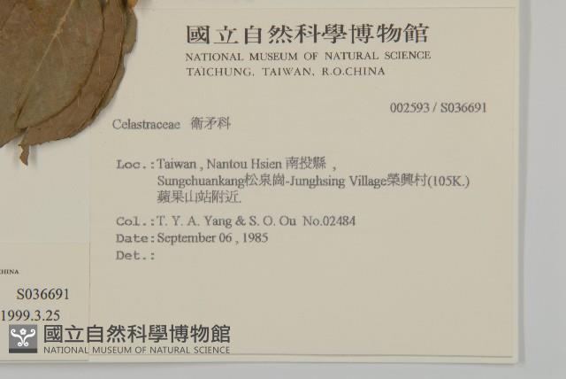 南華南蛇藤，青江藤藏品圖，第2張