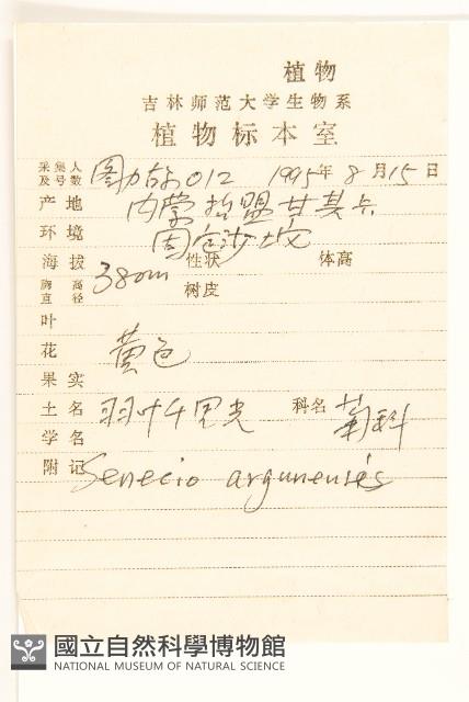 羽葉千里光藏品圖，第2張