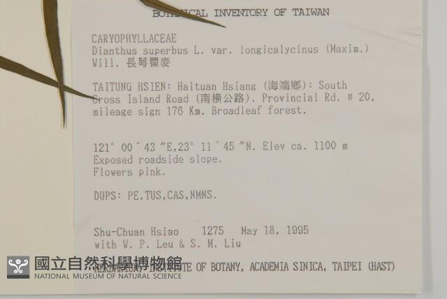 長萼瞿麥藏品圖，第2張