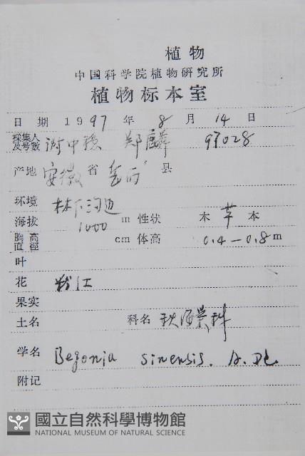 中華秋海棠藏品圖，第2張