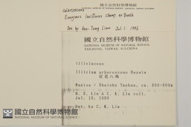 闊葉樓梯草藏品圖，第2張