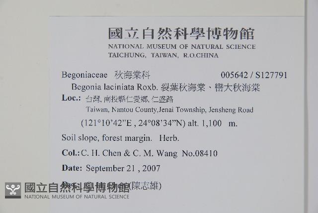 裂葉秋海棠、巒大秋海棠藏品圖，第2張