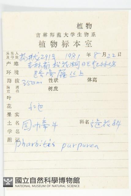 圓葉牽牛藏品圖，第2張