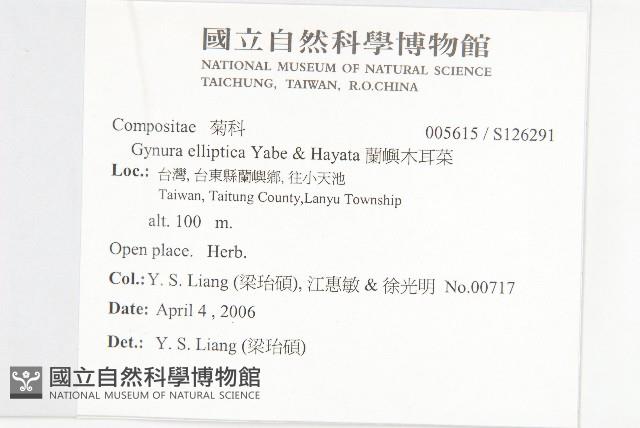 蘭嶼木耳菜藏品圖，第2張