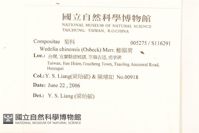 蟛蜞菊藏品圖，第2張